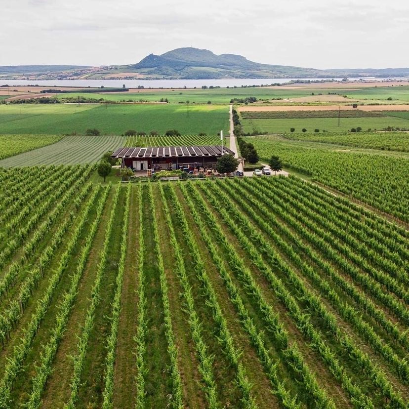 Vinařství SONBERK logo