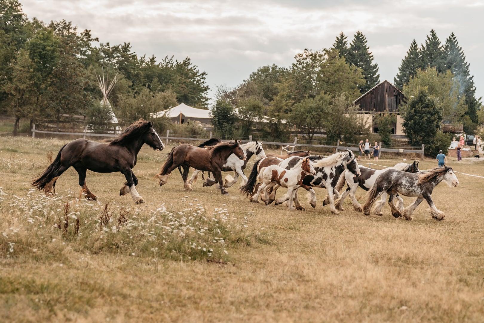 Ranch Violet cover image